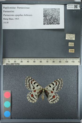 Media type: image;   Entomology 174702